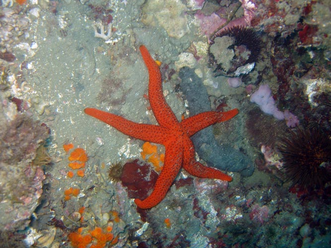 Estrella rugosa, estrella espinosa roja o estrella de mar roja (Echinaster  sepositus) – Canal del Área de Tecnología Educativa